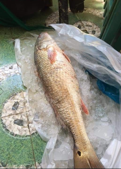 Cá[-]lạ[-]nặng[-]5kg[-]ở[-]Quảng[-]Ngãi,[-]trả[-]150[-]triệu[-]chưa[-]bán